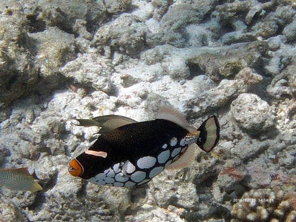 Hausriffbewohner NH Collection Maldives Reethi Resort