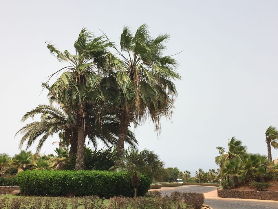 Gartenanlage Hotel Riu Touareg