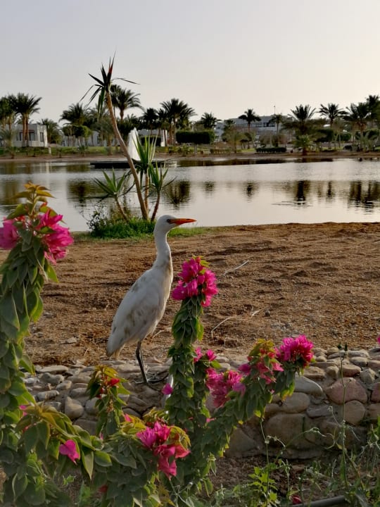 Gartenanlage Pharaoh Azur Resort