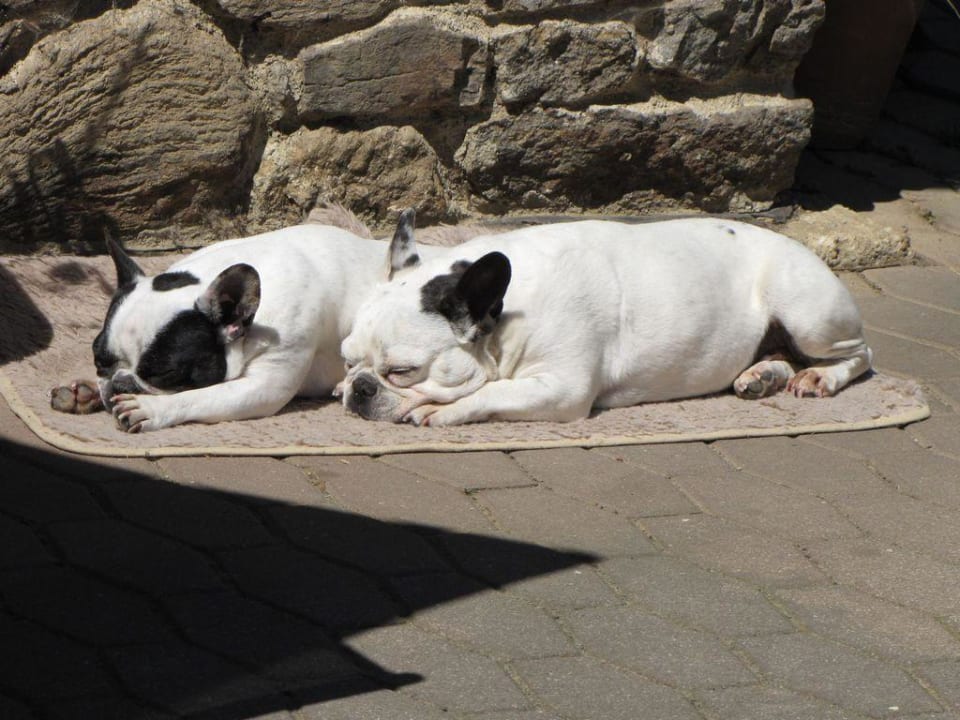 Nachmittagsschlaf Pension Wildererhof