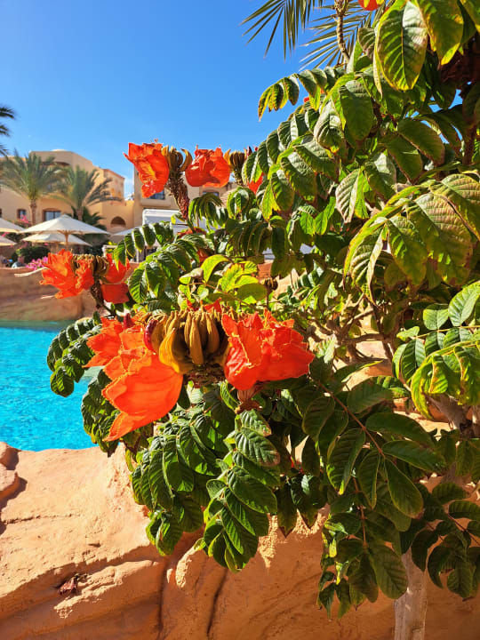 Gartenanlage Steigenberger Coraya Beach - Adults only