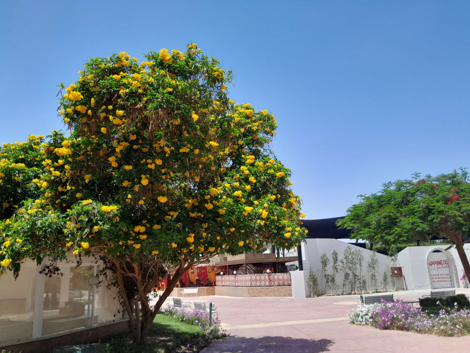 Gartenanlage Desert Rose