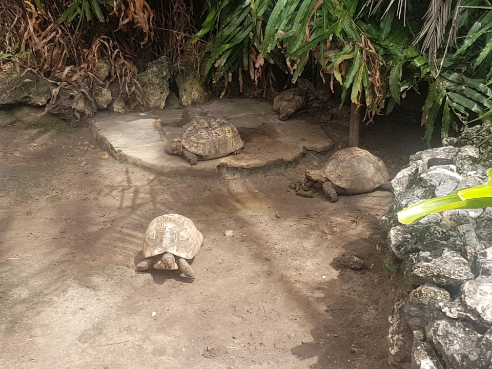 Der kleine Zoo Bahari Beach Hotel