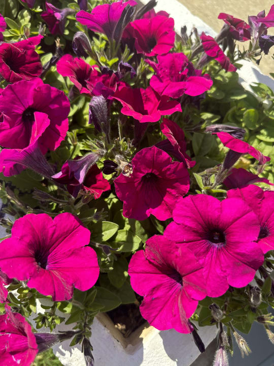 Gartenanlage Belek Beach Resort Hotel