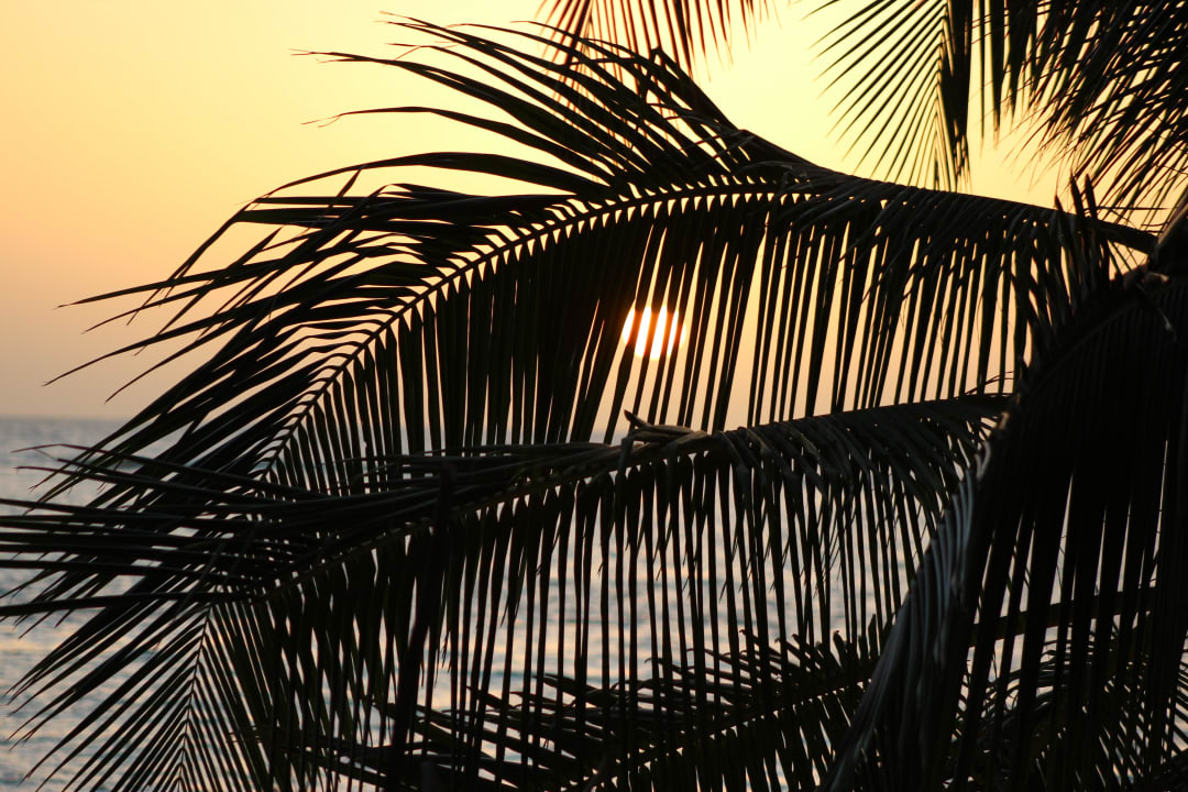 Palme Summer Island Maldives