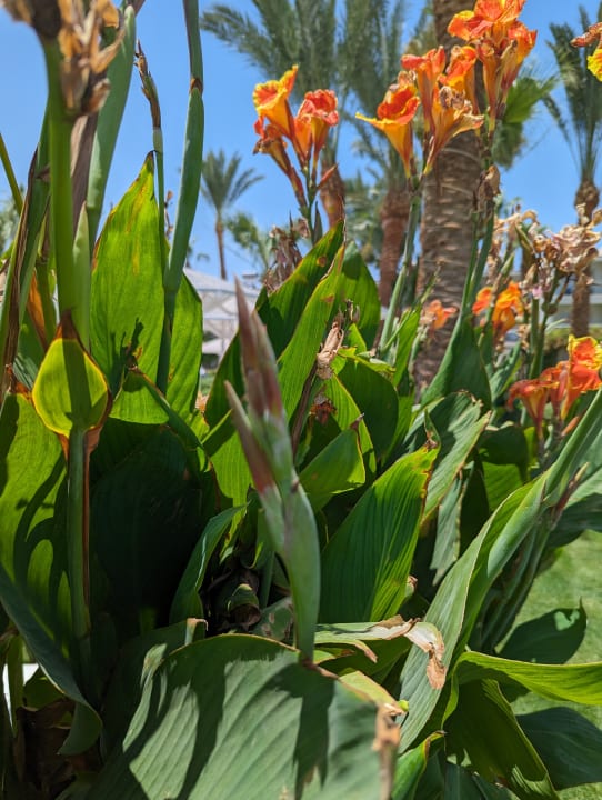 Gartenanlage Amarina Abu Soma Resort & Aquapark