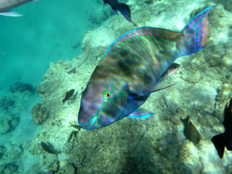 Zam und neugierig Siva Golden Bay Makadi