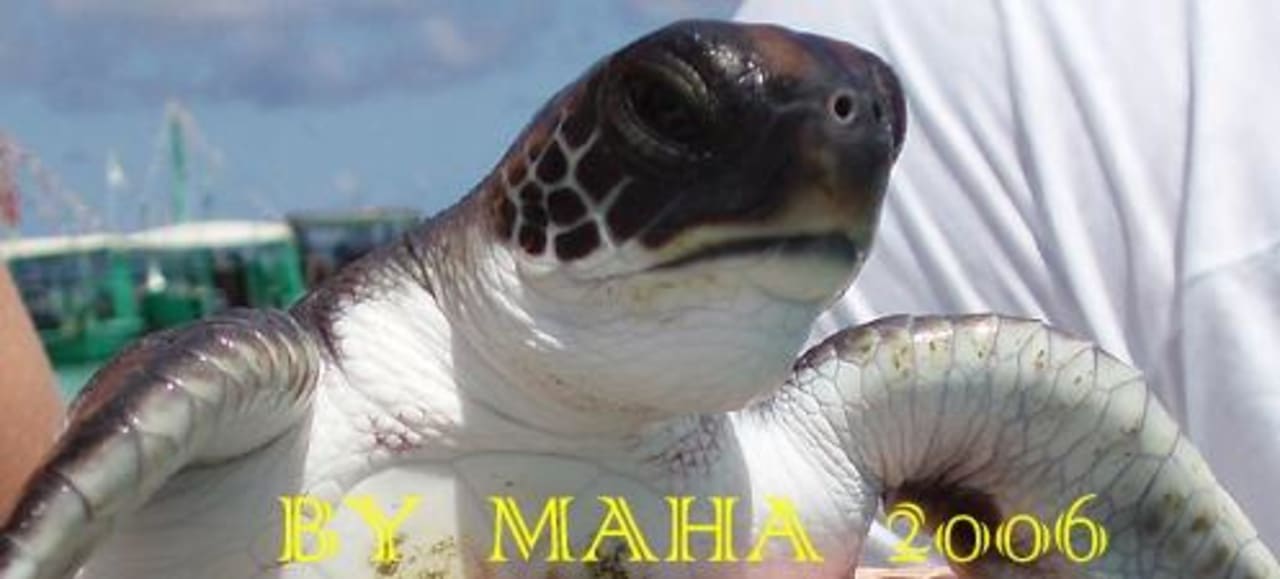 Schildkröte Lily Beach Resort & Spa