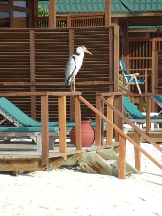 Taras w Water Villa Meeru Maldives Resort Island