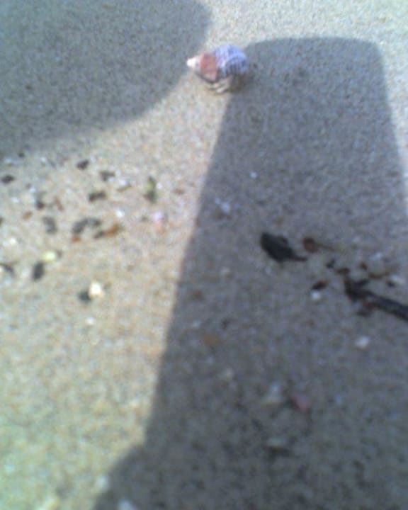 Paguro Shams Alam Beach Resort