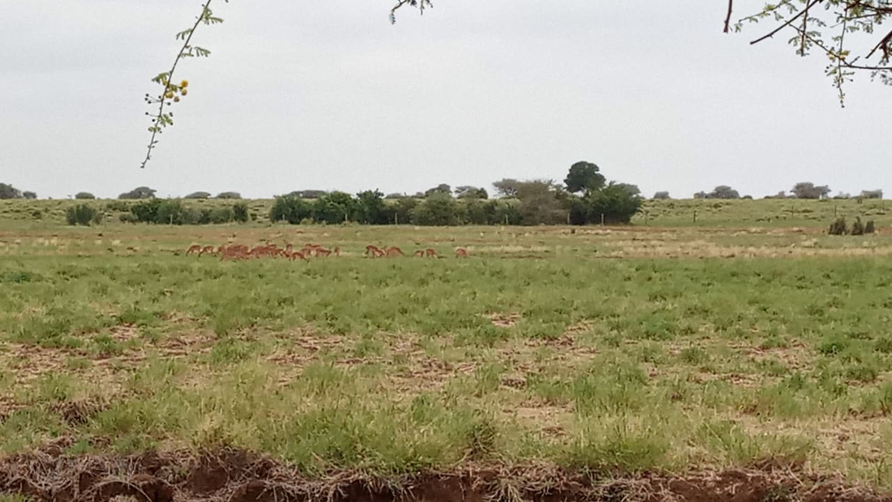 Ausblick Ol Tukai Lodge