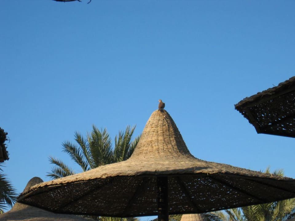 Am Strand Steigenberger Coraya Beach - Adults only