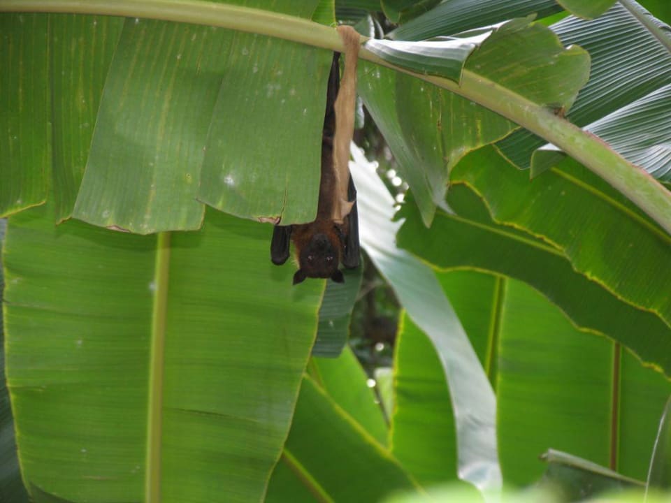 Flughunde Kuramathi Maldives