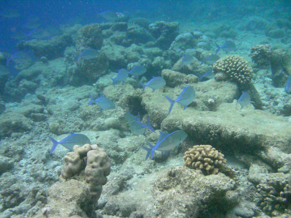 Schnorchelbilder... gibt viel zu sehen Biyadhoo Island Resort