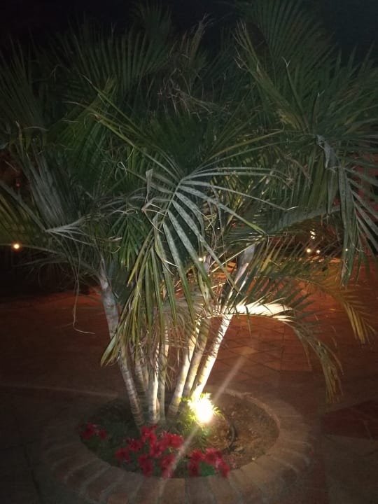 Gartenanlage Jaz Makadi Oasis Resort