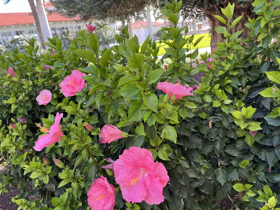 Gartenanlage ROBINSON JANDIA PLAYA