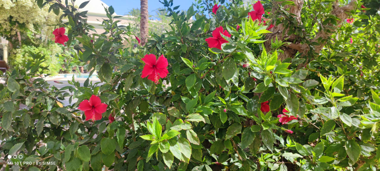 Gartenanlage Makadi Palace