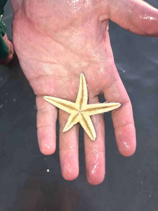 Strand Rixos The Palm Hotel & Suites