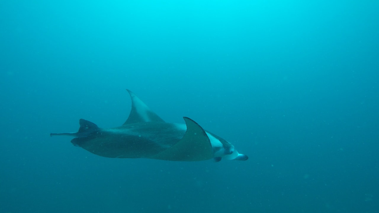 Sport & Freizeit ROBINSON NOONU