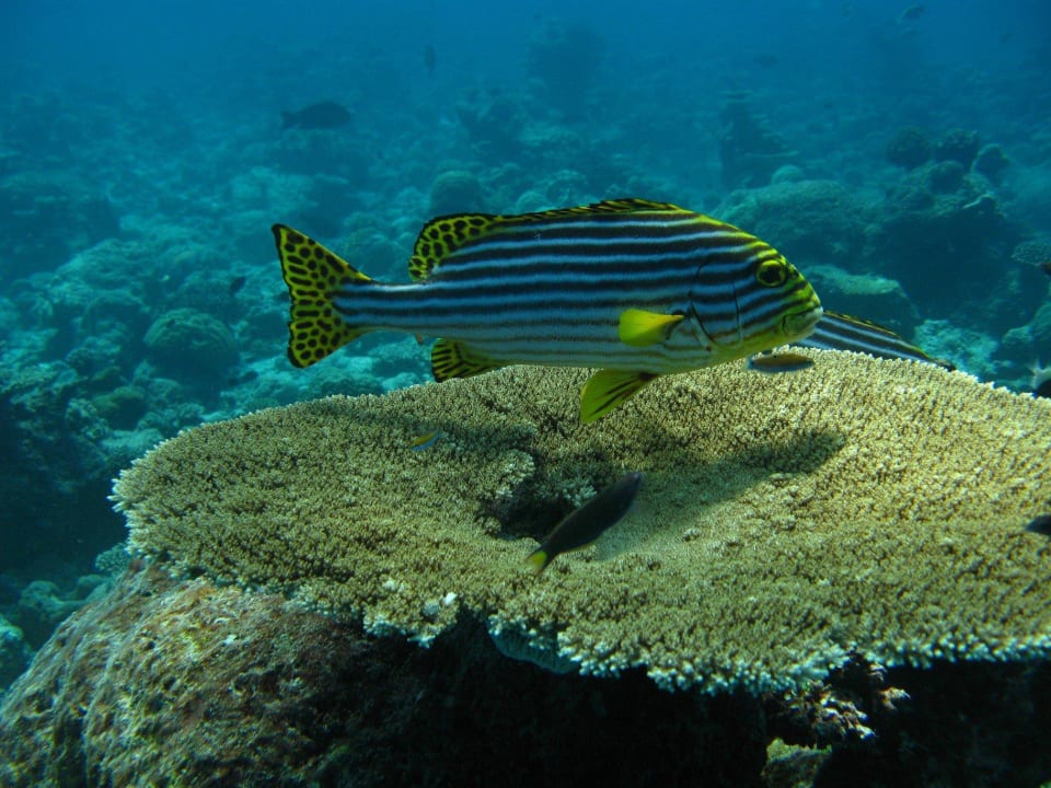 Oriental Sweetlip - beim Tauchen entdeckt Summer Island Maldives