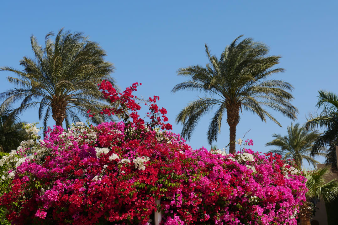 Schöne Blumen Ali Baba Palace Hotel