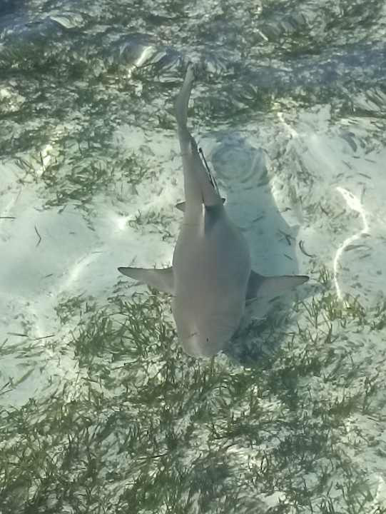 Strand Kuredu Island Resort & Spa
