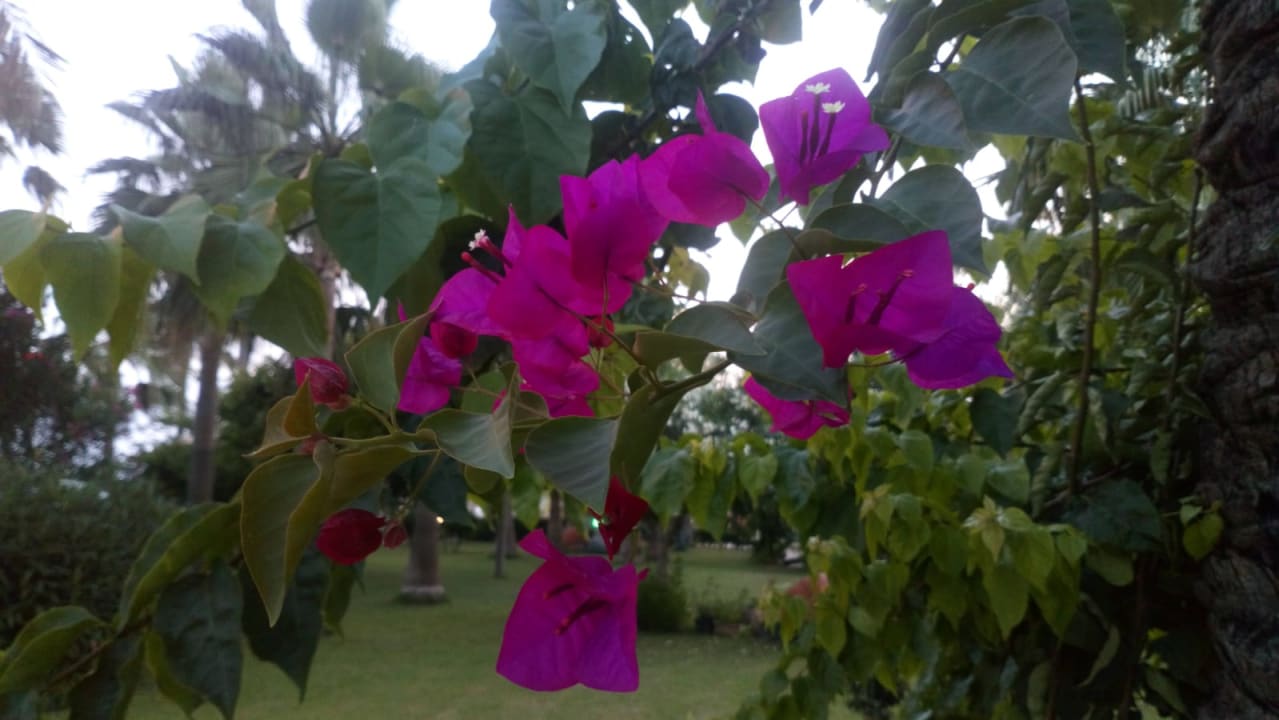 Gartenanlage Saphir Resort & Spa