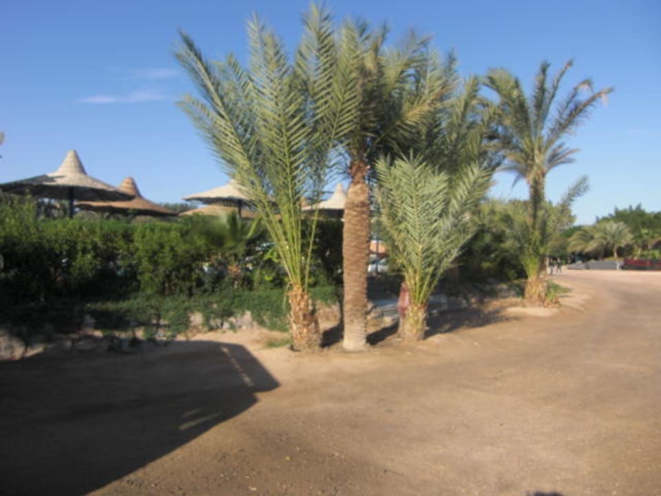 Weg zum Strand Giftun Azur Resort