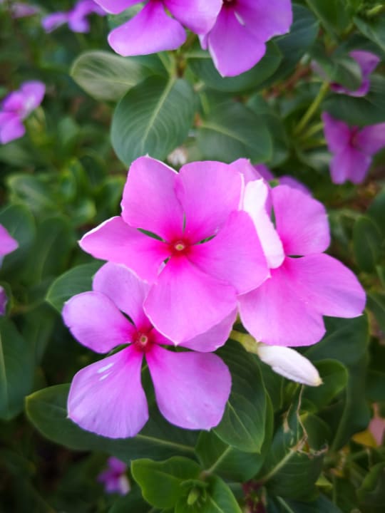 Gartenanlage Three Corners Equinox Beach Resort