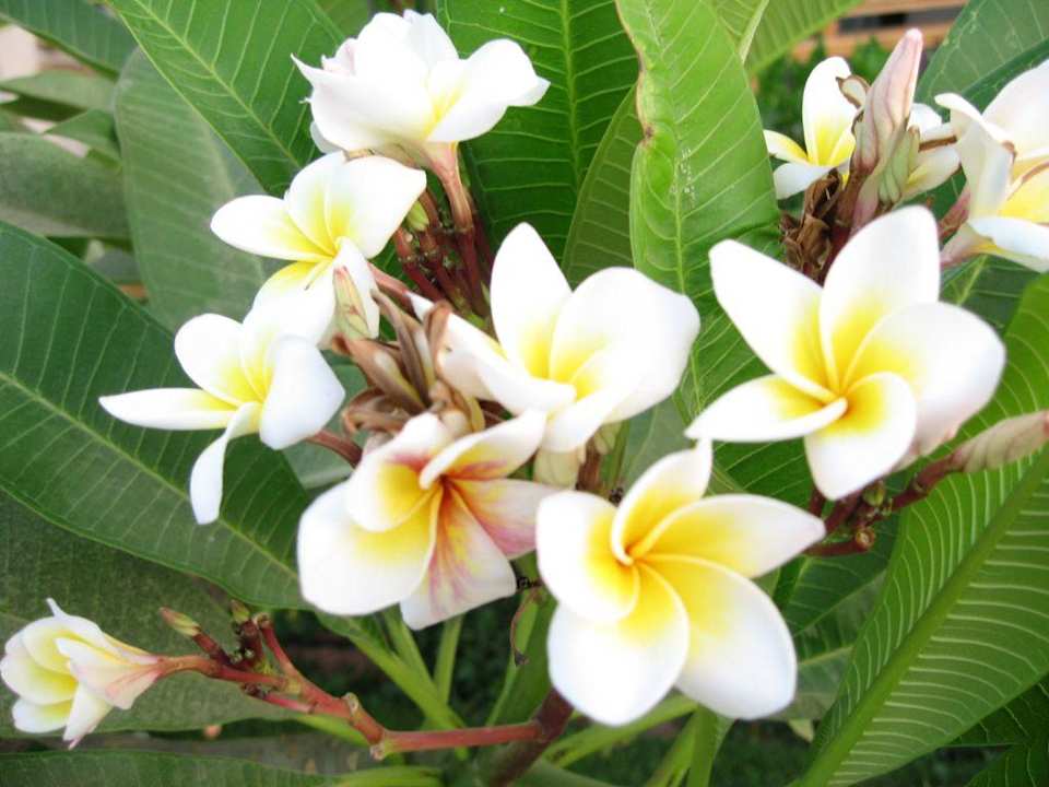 Botanik Ghazala Gardens