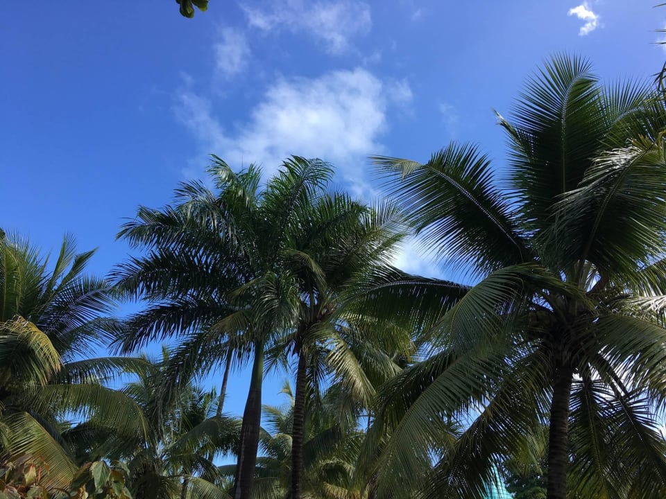 Nach dem Regen - Sonne pur  Senator Puerto Plata Hotel
