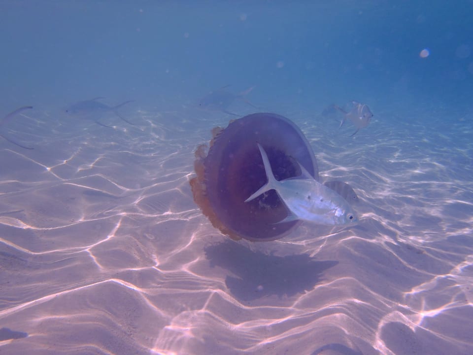Jelly Fish NH Collection Maldives Reethi Resort