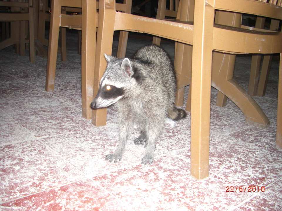 Waschbär Grand Palladium Colonial Resort & Spa