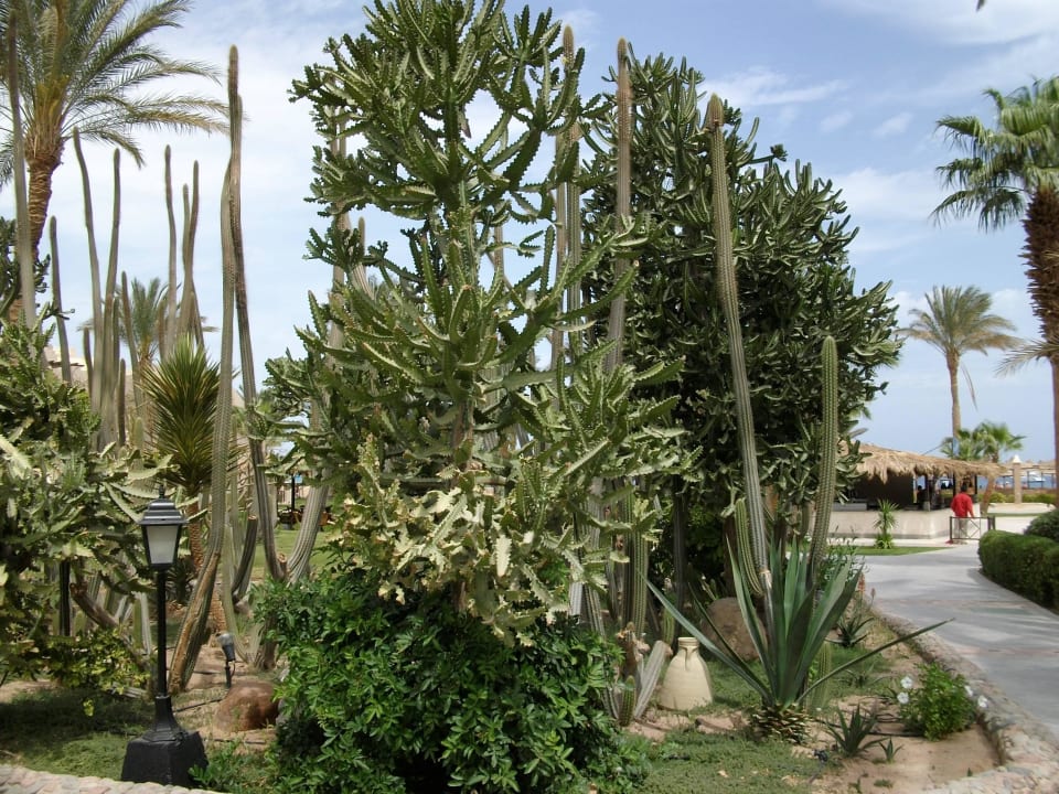 Auf dem Weg zum Srand Jaz Makadi Oasis Resort