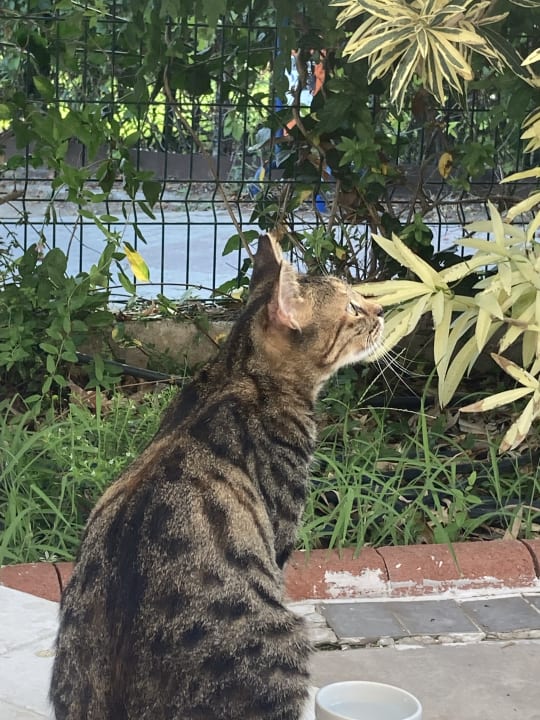 Gartenanlage Adalya Resort & Spa - Adults Only