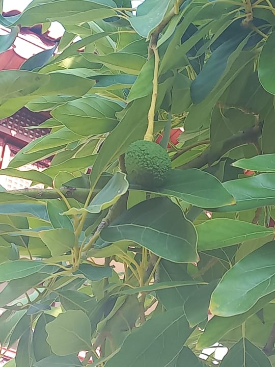 Gartenanlage Ali Bey Club