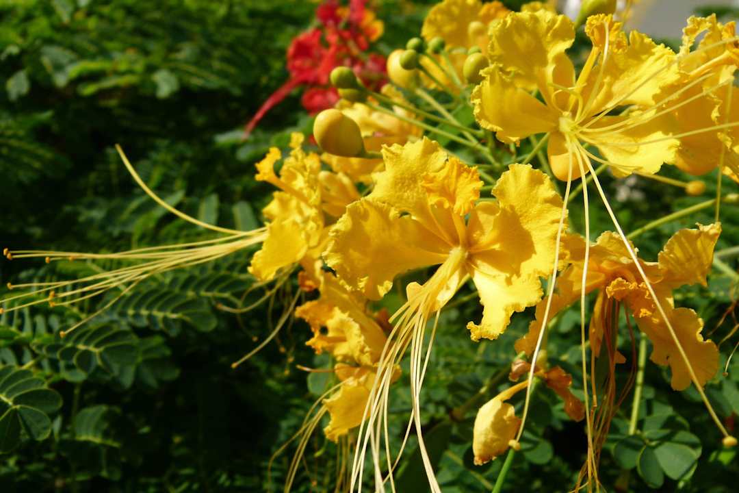 Im Garten gibt es viel zu entdecken Hotel Playa Pesquero