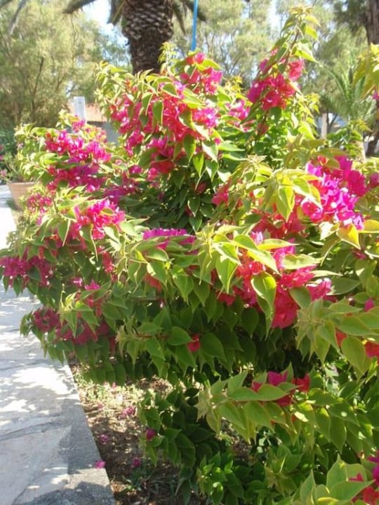 Garten Domes Aulūs Zante, Autograph Collection