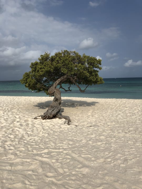 Strand Divi Aruba All Inclusive