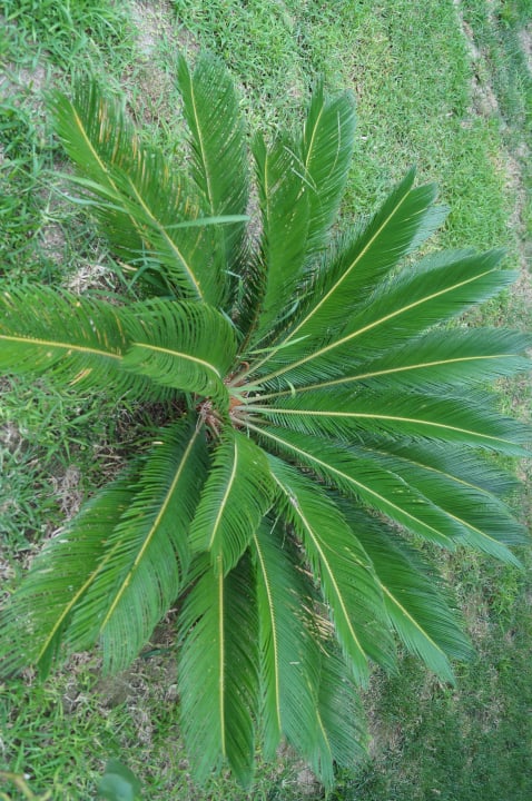 Baby Palme  Hotel Sirma