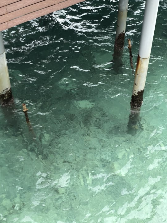 Sonstiges Brennia Kottefaru