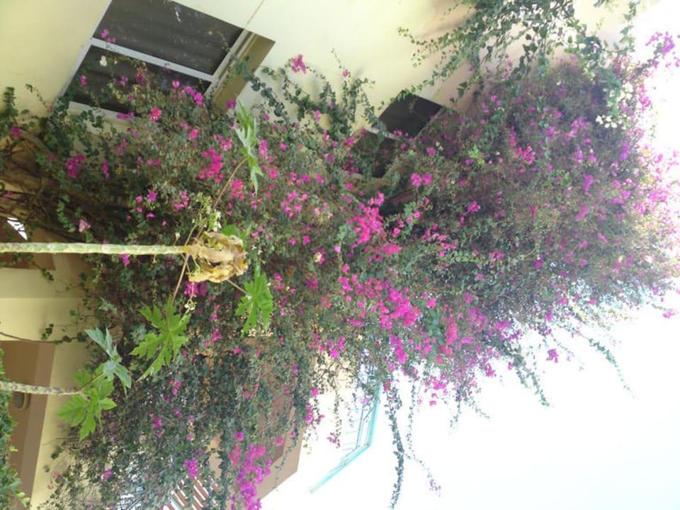 Blümchen Bella Vista Resort Hurghada