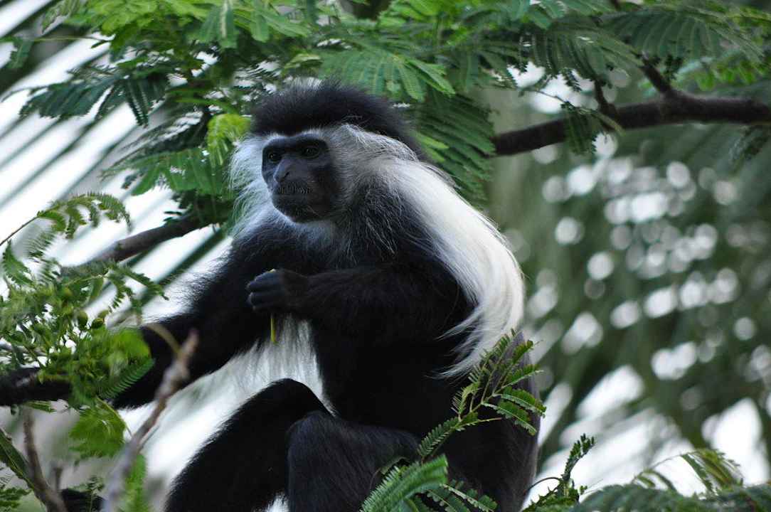 Affen im Garten Hotel Southern Palms Beach Resort