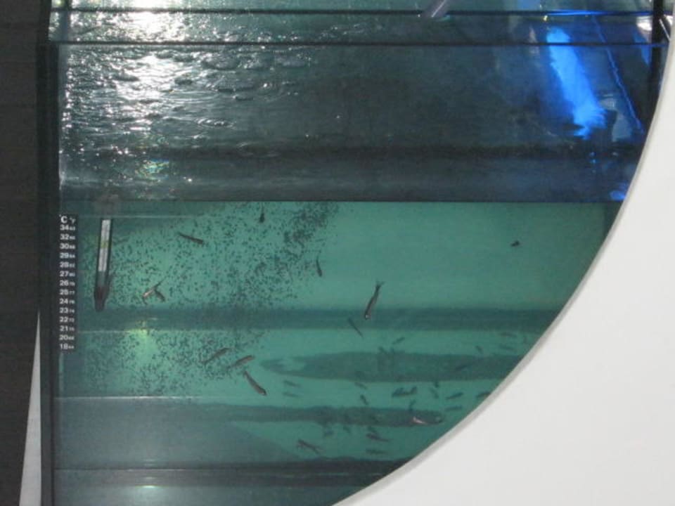 Pediküre der besonderen Art GF FANABE