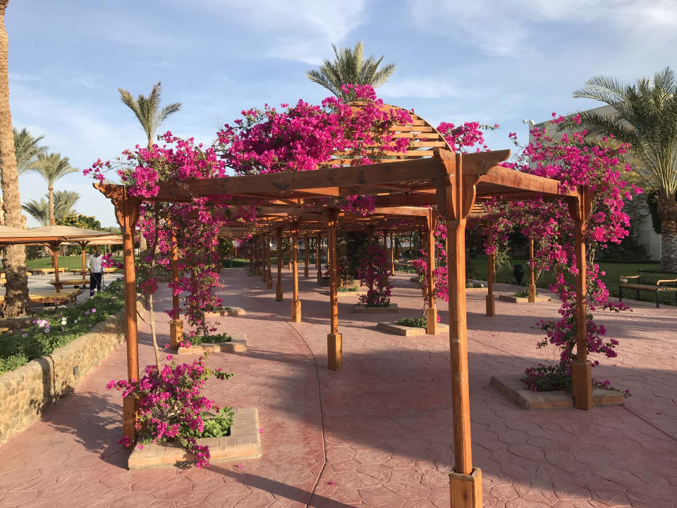 Gartenanlage Desert Rose