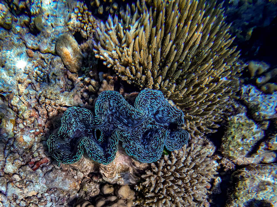 Strand Diamonds Thudufushi