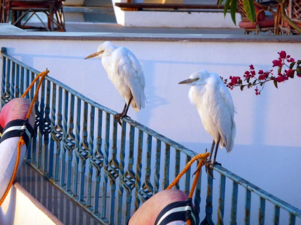 Wachposten am Pool Lahami Bay Beach Resort