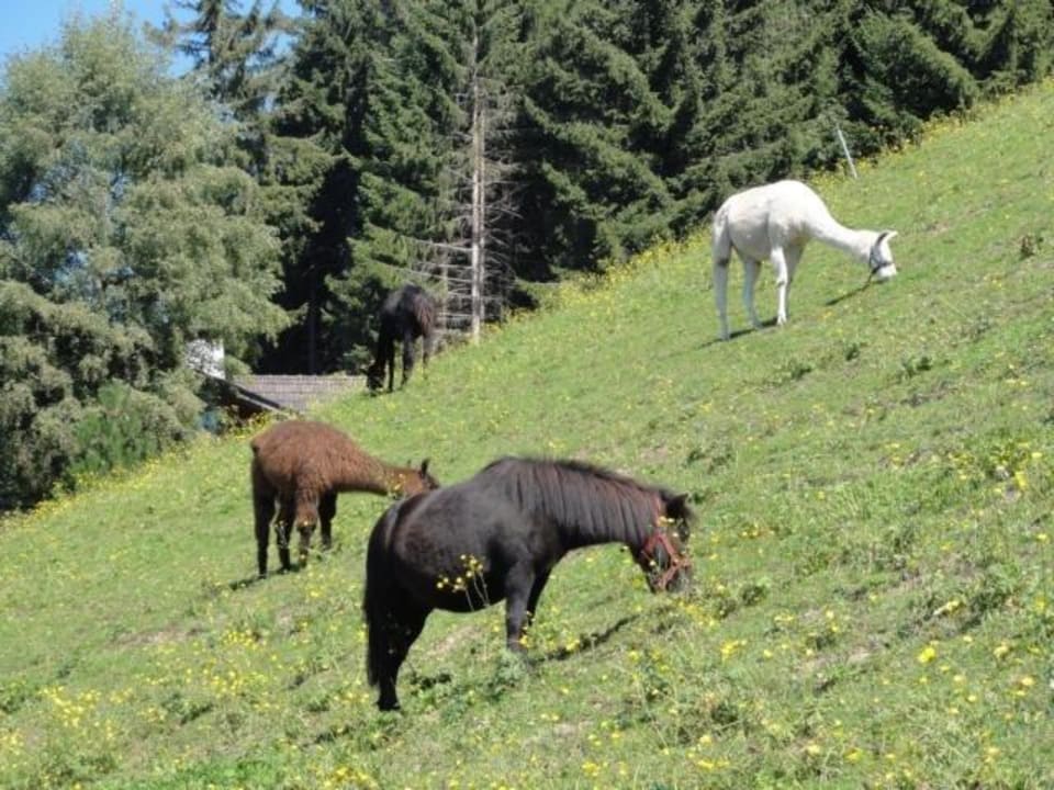 Pferde auf der Alm Taser Familienalm