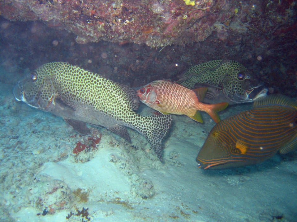Banyan Tree, Vabbinfaru, schnorcheln am Hausriff Banyan Tree Vabbinfaru