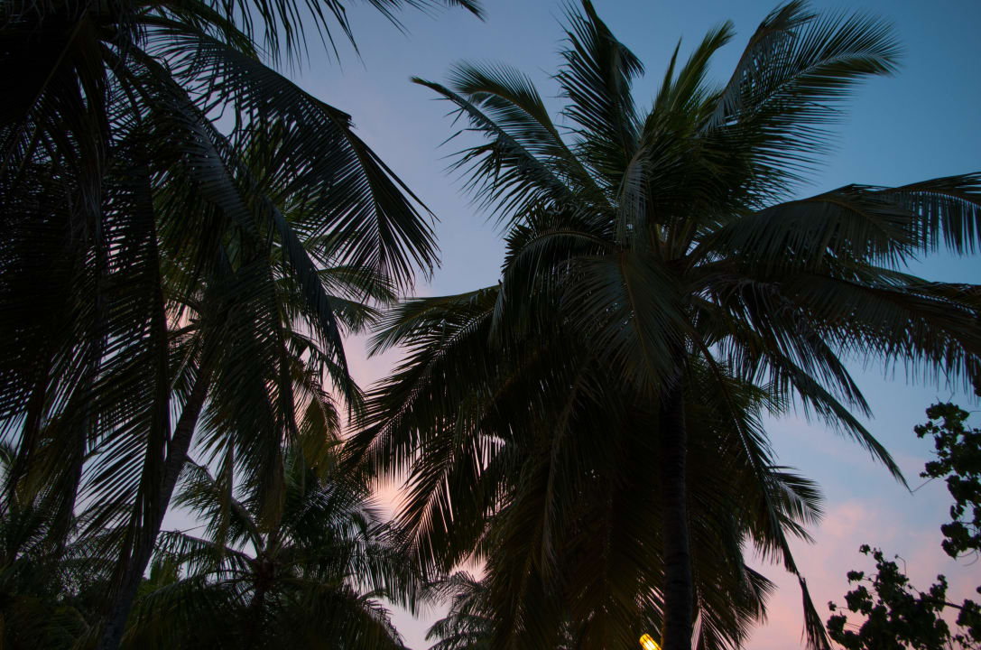 Palmen an der Mainbar Reethi Beach Resort